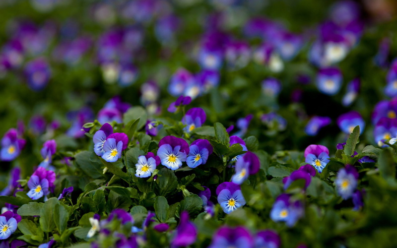 Leaves, Macro, Green, Pansy, Purple, 1080P, Flowers