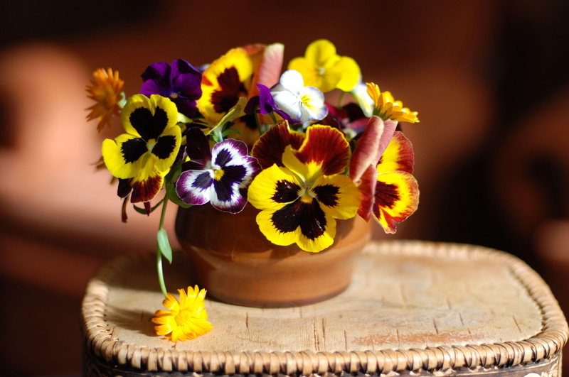cup, blossom, backgrounds, arrangement, fragility, springtime, indoors, yellow, daisy, decoration, focus on foreground, flower arrangement, pansies, food