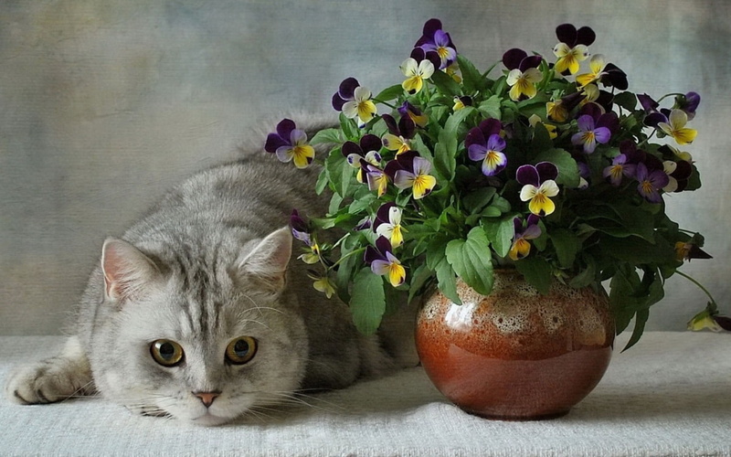 British, flowering plant, pets, domestic animals, indoors, freshness, one animal, animal themes, animal, cat, Flowers, kitten, feline, 720P, nature, plant