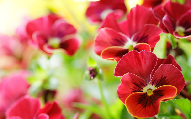 Red, 2K, Macro, Flowers, Pansy