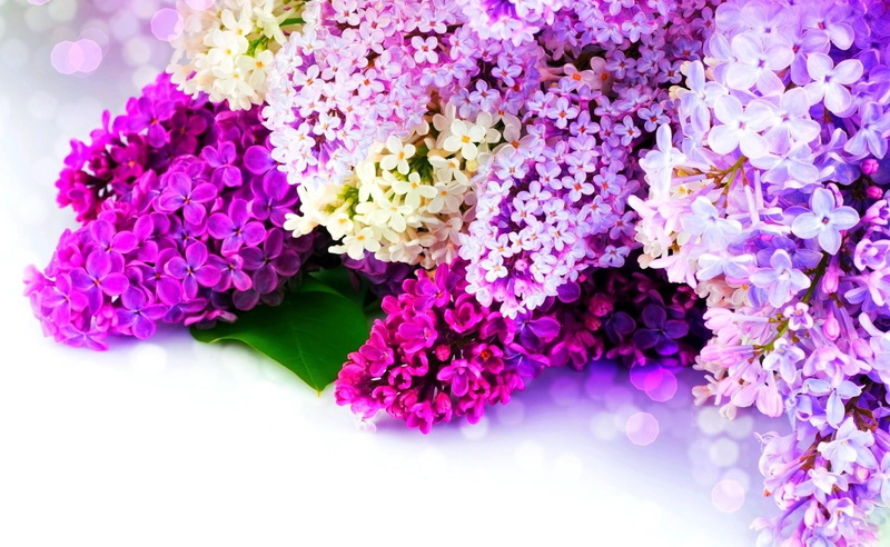 nature, studio shot, flower arrangement, beauty In Nature, flowers, white, flower, flower Head, multi Colored, fragility, decoration, bunch of flowers