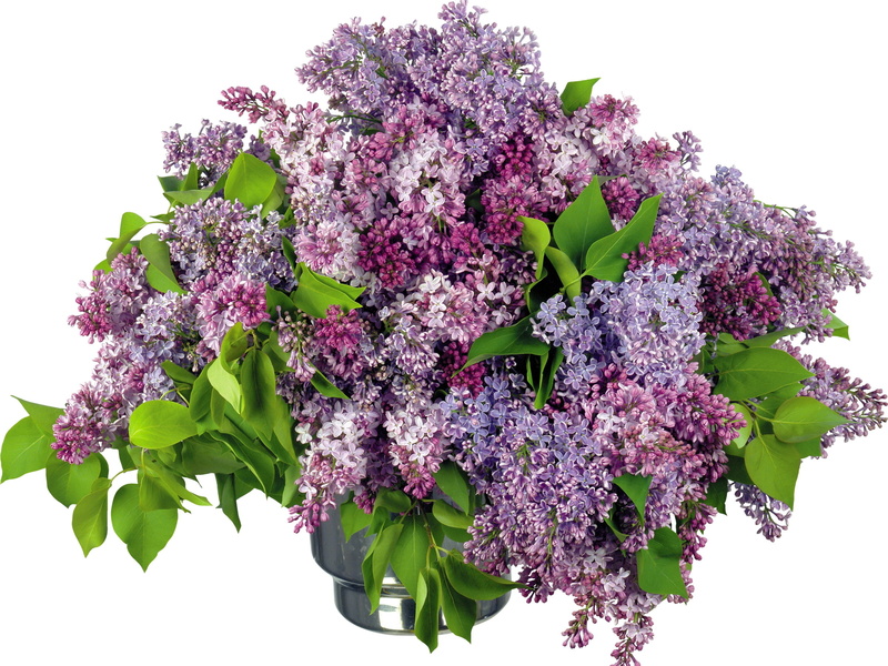 nature, scented, vulnerability, purple, petal, flowering plant, multi Colored, big, blossom, romance, growth, blue, branch, plant, isolated, plant part