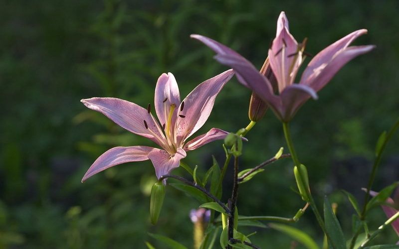 pink color, green color, botany, vulnerability, petaled, pollen, pink, beauty in nature, nature, freshness, lilies, flowering plant, flower head, close-up