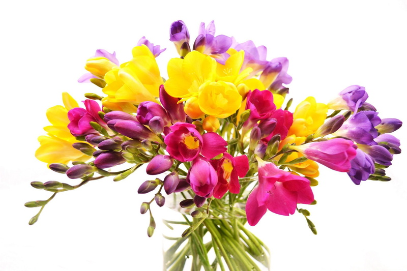 bouquet, background, freesia, white, vase, 1080P, flowers