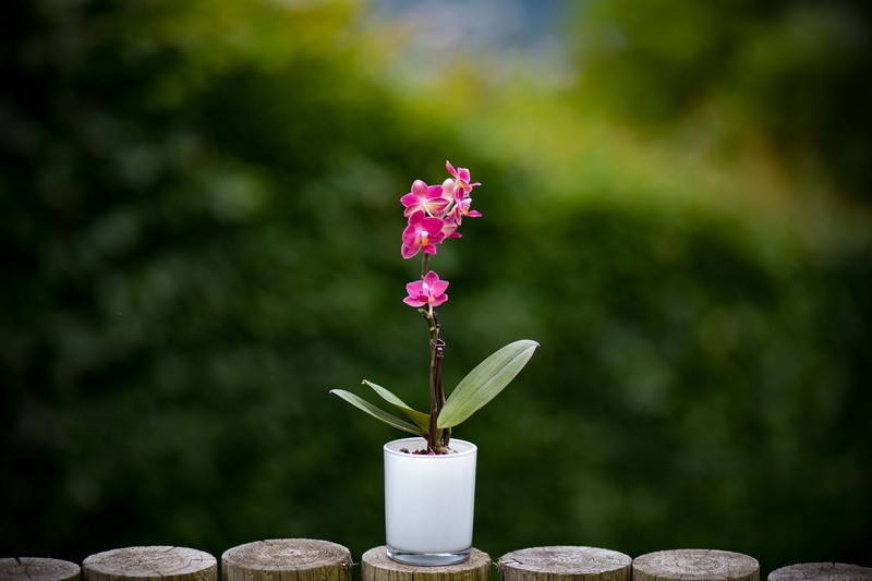 outdoors, flower, flower head, focus, no people, genève, selective, beauty in nature, petal, fragility, focus on foreground, solid, green, nature, orchids