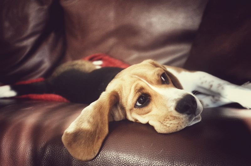 1080P, Beagle, dog, look, house