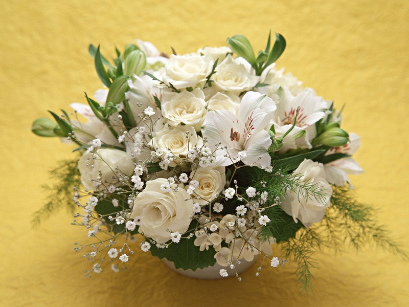 roses, no People, petal, fragility, summer, inflorescence, rose - Flower, day, backgrounds, white color, married, tender, arrangement, white, elegance
