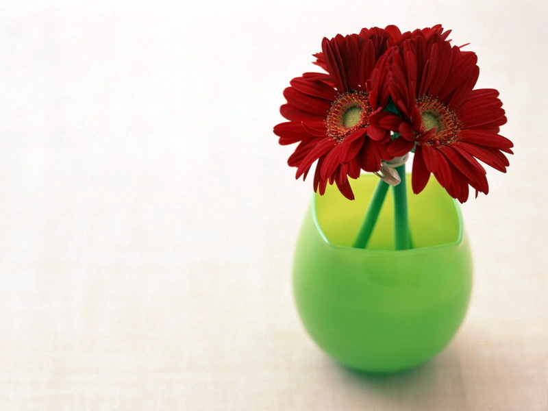 single Flower, gerbera Daisy, season, flower arrangement, red, summer, flowers, gerbera, three, copy space, inflorescence, centerpiece, ornate, indoors