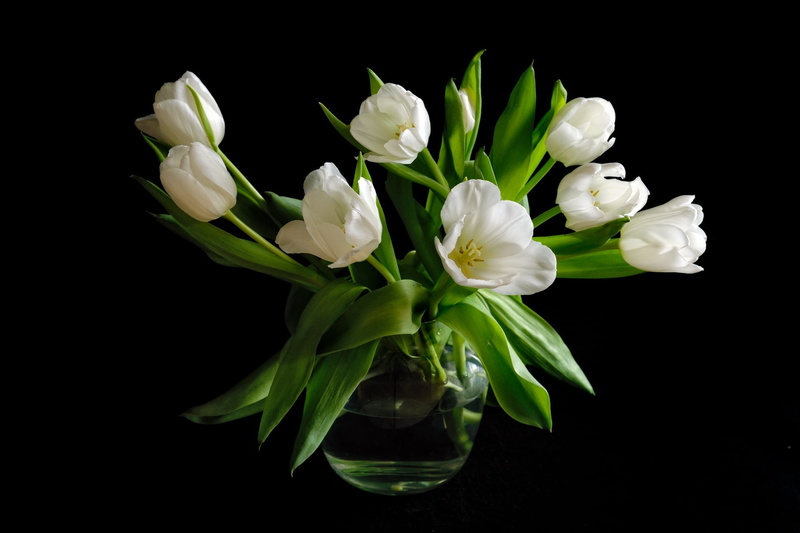 vase, blossom, freshness, green Color, loose, single Flower, elegance, stem, gift, single Object, background, cut out, centerpiece, water, petal, tulips