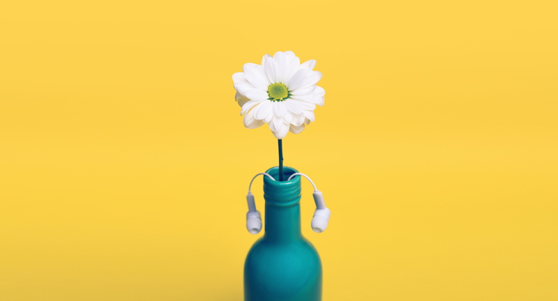 flower Head, summer, centerpiece, plant, single Flower, colored background, daisy, 5K, container, cut out, white, blossom, single Object, petal, no People