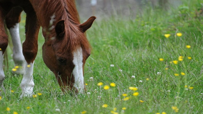 field, horses, horse, white, simply, wild, 1080P, flower, grazing, green, animals, grass, brown