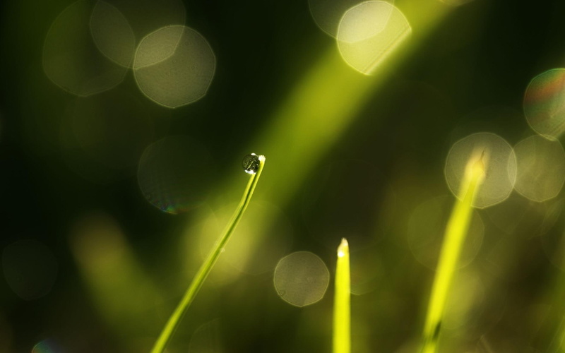 grass, simply, plant, leaf, nature, 3d and abstract, photography, green, 1080P