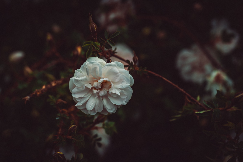 closeup, no people, focus on foreground, rose - flower, white rose, rose, botany, growth, flower head, spring, flowering plant, flower, white, freshness
