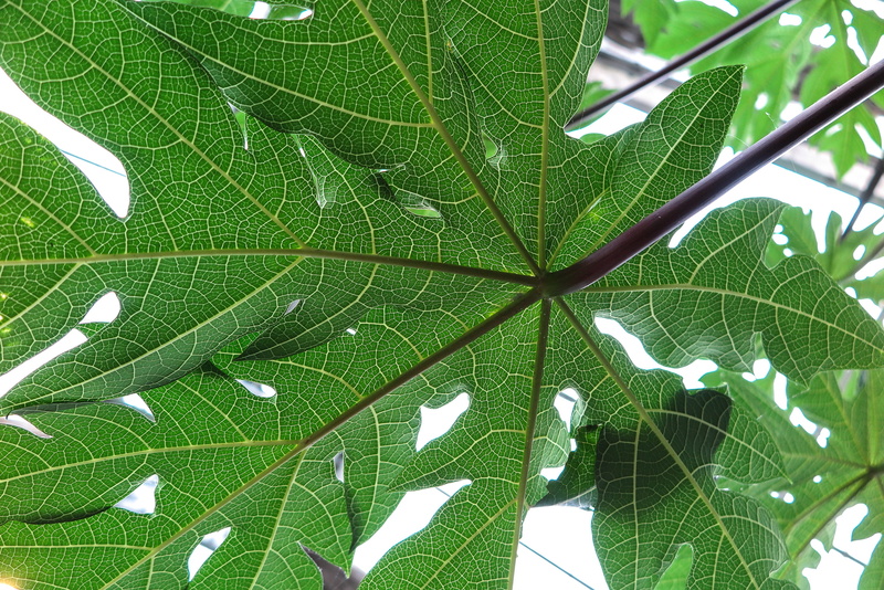 pattern, papaya, no people, large, full frame, organic, texture, tree, flora, fragility, vulnerability, view, leaf vein, low angle view, plant, backgrounds