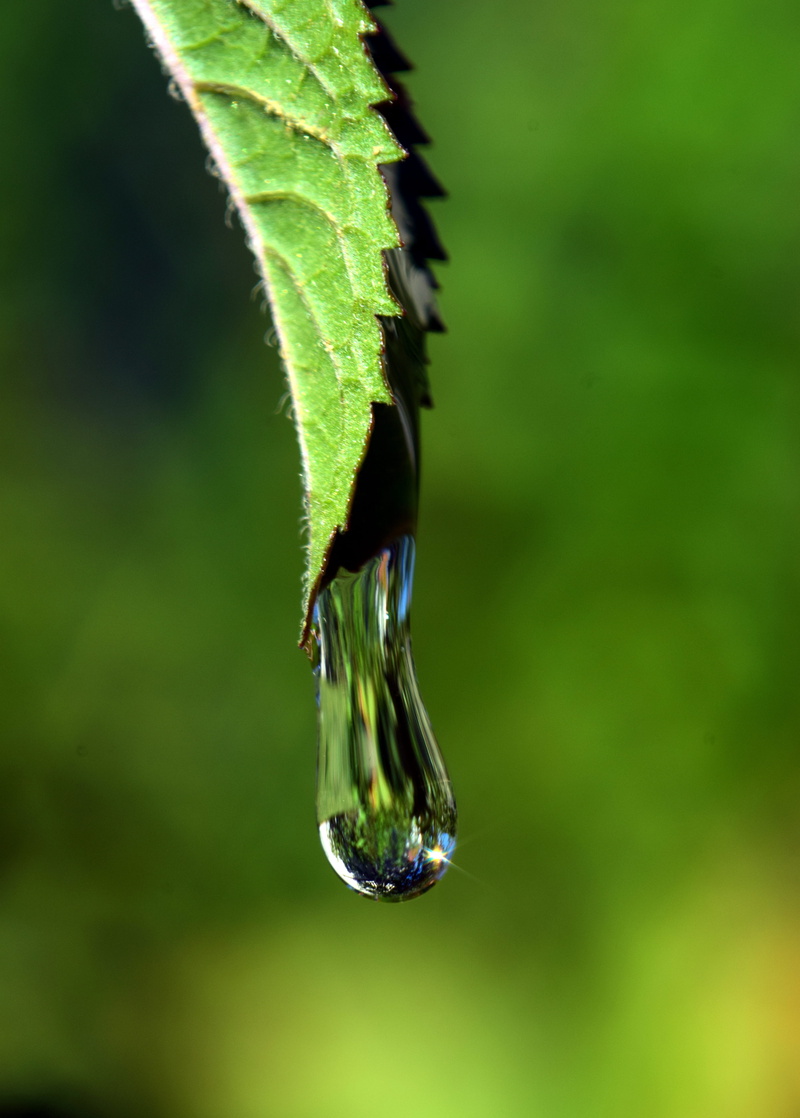 animal wildlife, garden, harmony, drops of rain, animal themes, outdoors, any drip, green color, focus on foreground, simply, Macro, summer, purity, dew drops