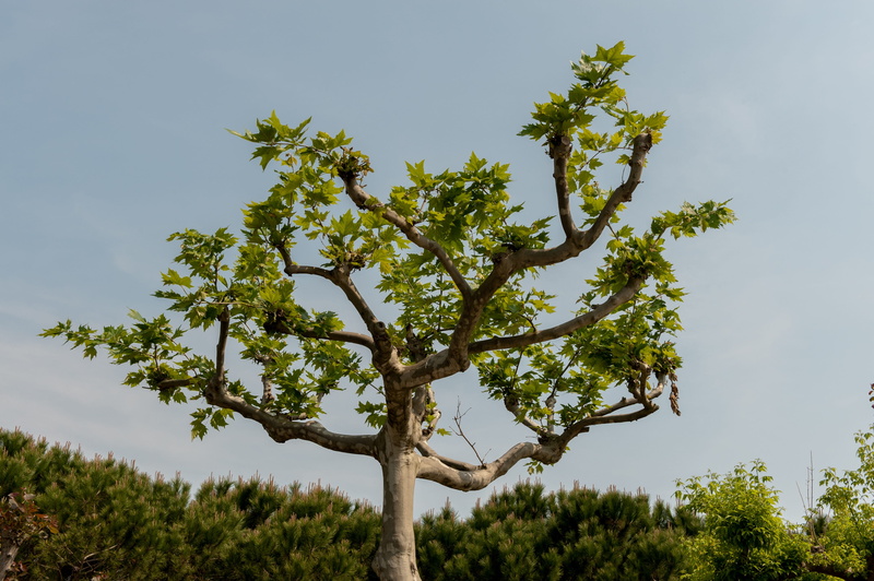 isolated, branch, nature, environment, tranquil scene, low angle view, landscape, green, tree trunk, 4K, green color, fantasy, growth, summer, tranquility