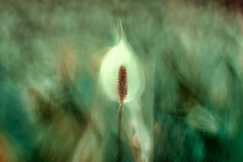 no People, backgrounds, tulip, botany, close-up, beauty In Nature, atmospheric mood, atmospheric, 5K, blossom, layered, oiled effect, nature, rural Scene