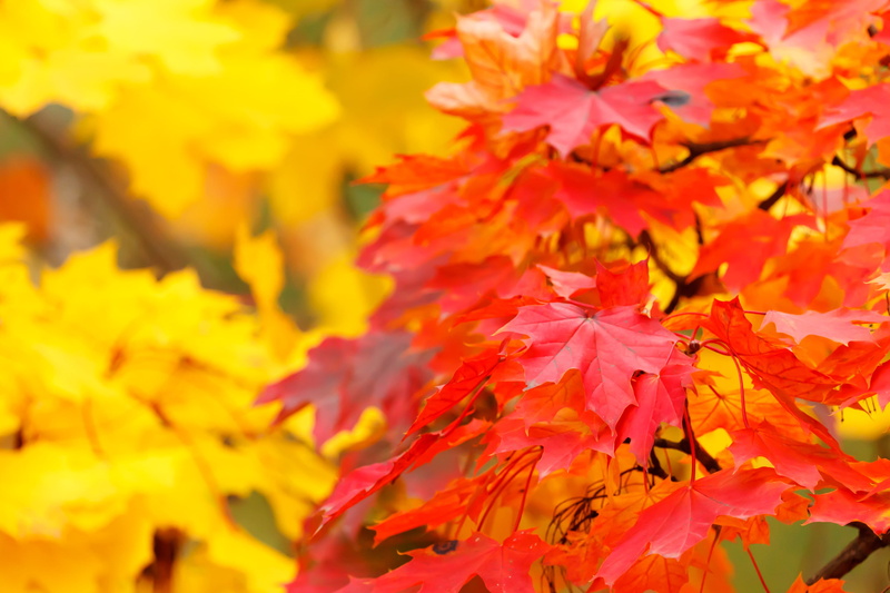 change, close-up, selective focus, beauty in nature, abstract, focus, nature, plant, pattern, fragility, maple leaf, fall, season, photography, selective