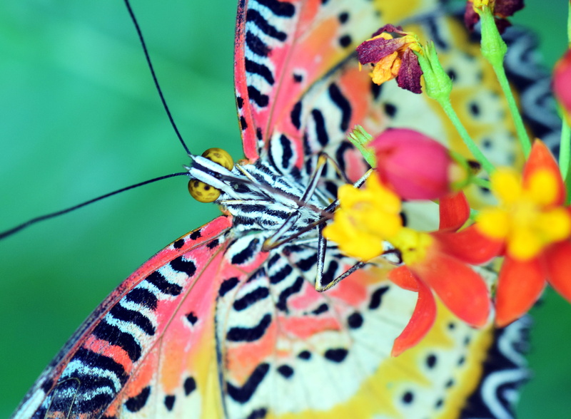 animal, pink, nature, filigree, butterfly, open wings, petaled, tropical, close, animal wildlife, beautiful, multicolored, exotic, animals in the wild