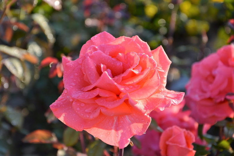 dew, green, outdoors, photography, fragility, freshness, garden, vulnerability, fresh, rose - flower, detail, leaves, plant, flower head, nature, flowering plant