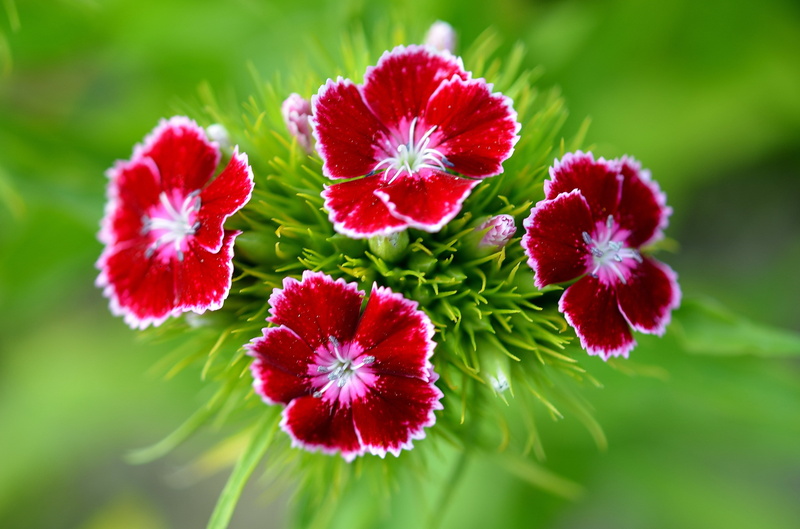Plants, vegetation, flowers, flowering plant, inflorescence, stem, green color, flower, photography, outdoors, selective focus, close-up, beauty in nature
