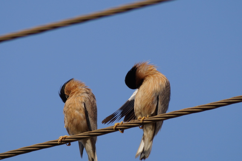 perching, wire, animal wildlife, low angle view, resolution, branch, cable, high, sky, birds, beak, sitting, tree, animal themes, clear sky, outdoors, vertebrate