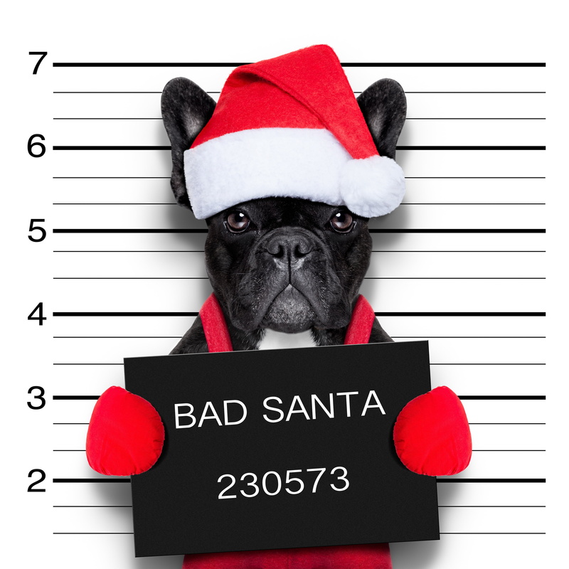 caine, funny, domestic animals, dog, one animal, animal head, Bad Santa, animal themes, red, looking at camera, domestic, mammal, indoors, pets, text, santa hat
