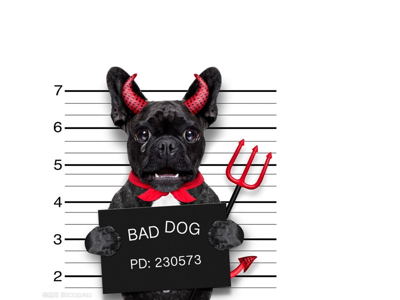 canine, Bad dog, text, mammal, communication, halloween, domestic animals, pets, studio shot, animal, 720P, domestic, cute, western script, small, demon