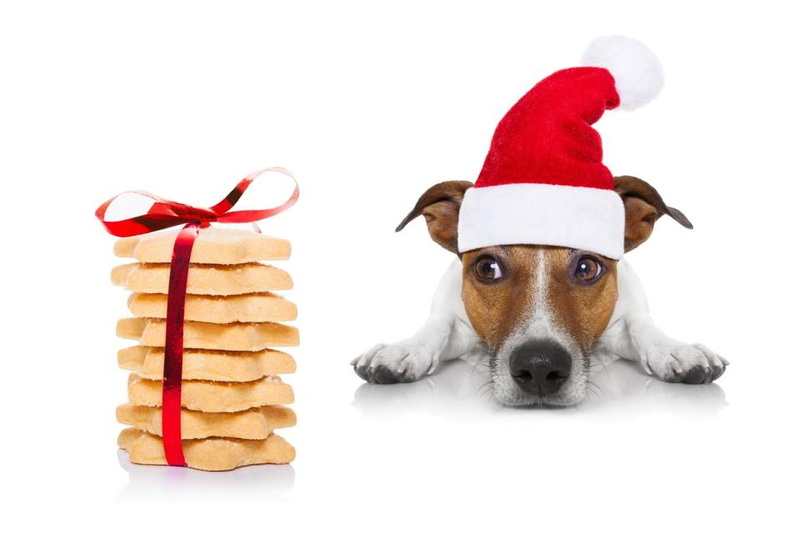 hat, caine, santa, christmas, cute, Christmas puppy, paw, jack russell terrier, dog, craciun, funny, 1080P, cookies, animal, puppy