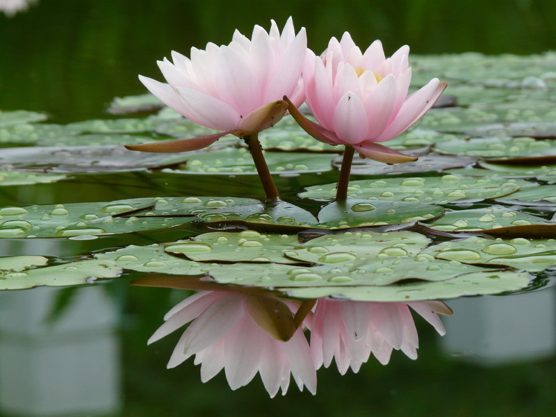 single Flower, growth, pink Color, backgrounds, blossom, two, flowering plant, beauty In Nature, lily, flower Head, nature, plant, lake, water, lotus, summer