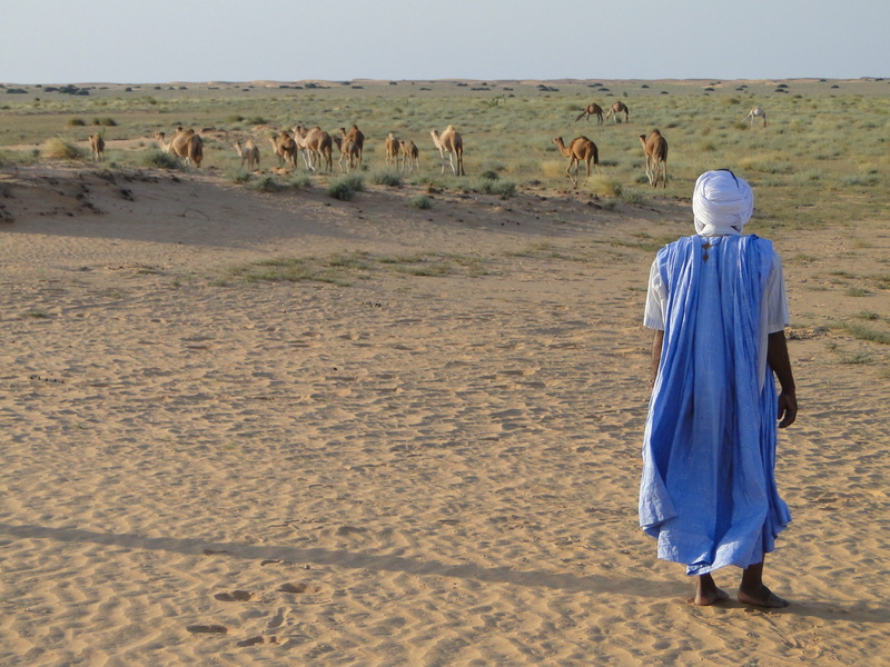 Camels, vertebrate, men, climate, arid climate, day, full length, robe, walking, clothing, person, blue, Mauritania, Arab, adults only, Desert, 2K, sand
