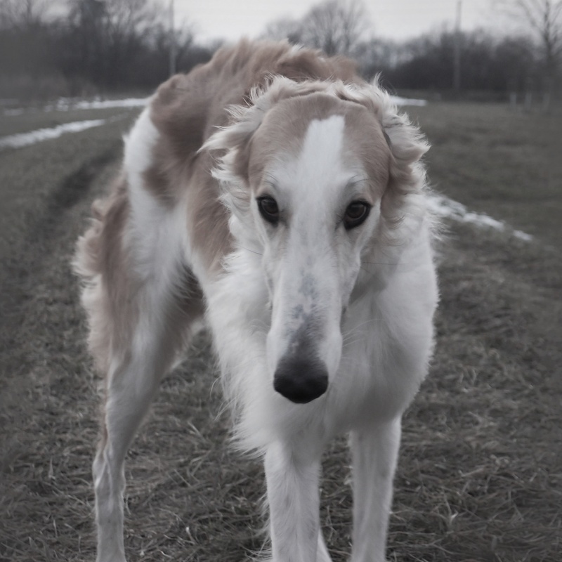 animal, domestic, vertebrate, no people, field, animal themes, one animal, barzoi, day, dog, canine, domestic animals, grass, mammal, 2K, land, outdoors