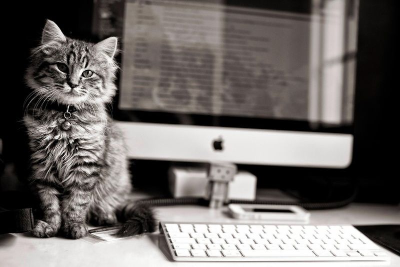 apple, my new workpla, bell, animals, keyboard, kitty, apple pc, animal, kittens, 1080P, cats, kitten, workplace, cute, new