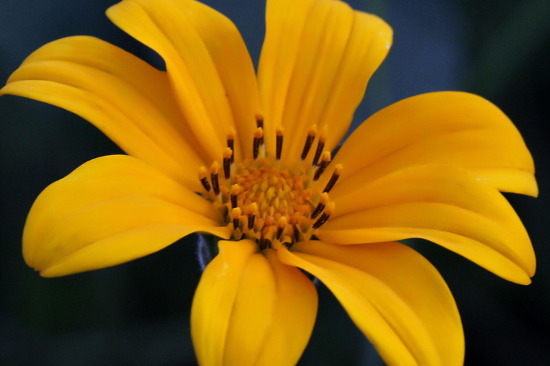 flora, plant, focus on foreground, yellow, gazania, sun flower, 2K, flower head, growth, close-up, inflorescence, blue, blossom, sunny, beauty in nature
