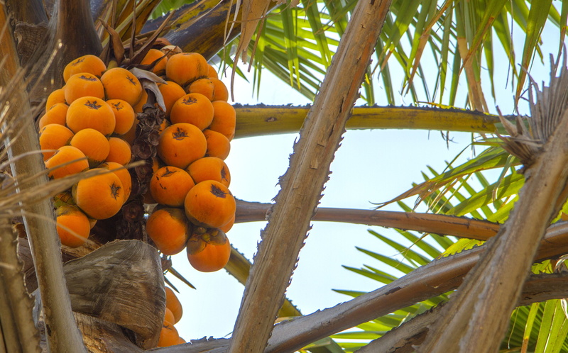 wellbeing, nature, 4K, coconut palm tree, agriculture, food and drink, ripe, no people, day, palm tree, freshness, low angle view, plant, africa, growth