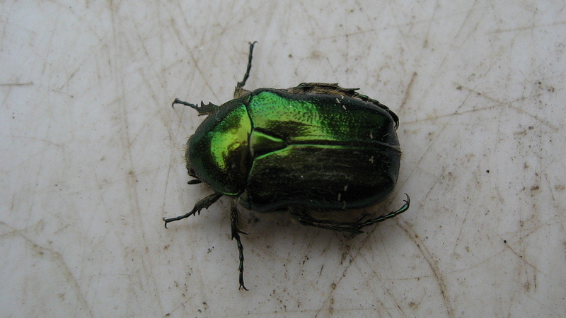 stas, insect, animal antenna, animal wildlife, animal themes, nature, green color, zoology, day, animal, close-up, beetle, one animal, high angle view