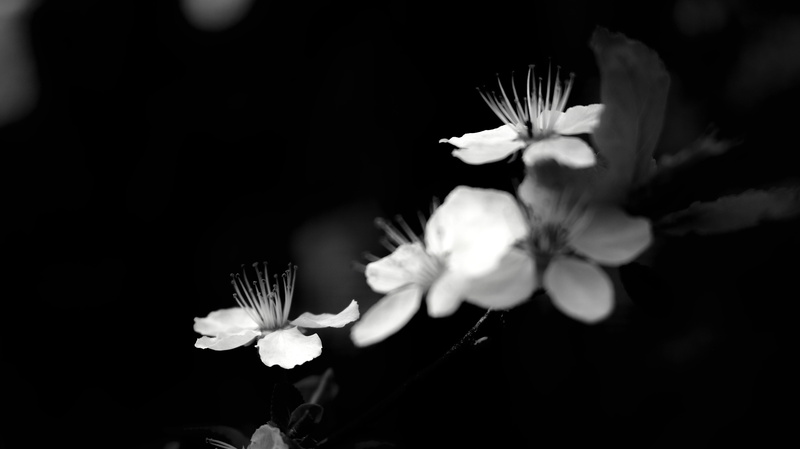 flower, plant, flowering plant, model, beauty in nature, effect, freshness, 5K, executive summary, grey, black background, black, flower head, background