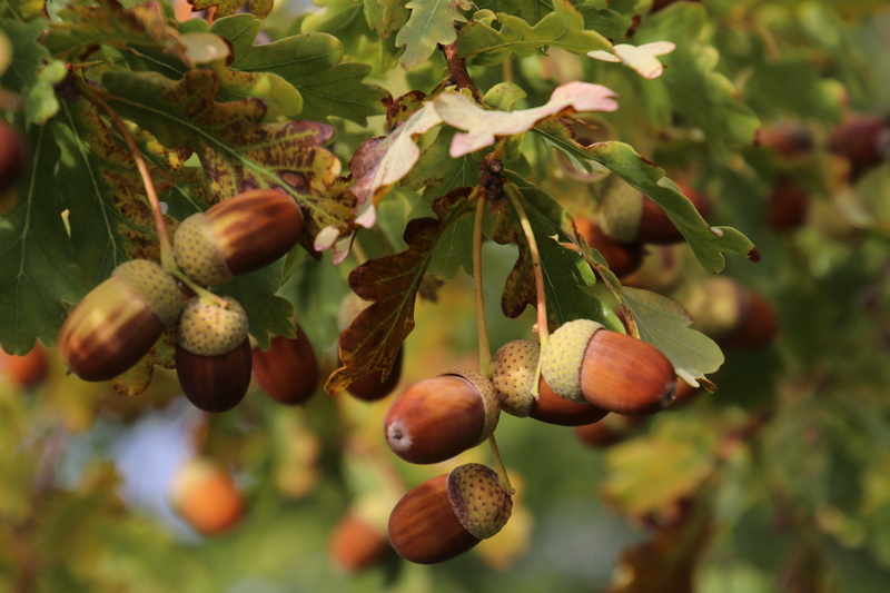 figure, outdoors, tree, plant part, background, healthy eating, no people, acorns, nature, nut - food, nut, leaf, texture, green color, ripe