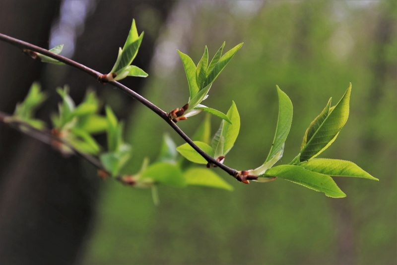 background, focus on foreground, green color, leaf, the environment, pattern, eco, tranquility, branch, freshness, green, spring, selective focus