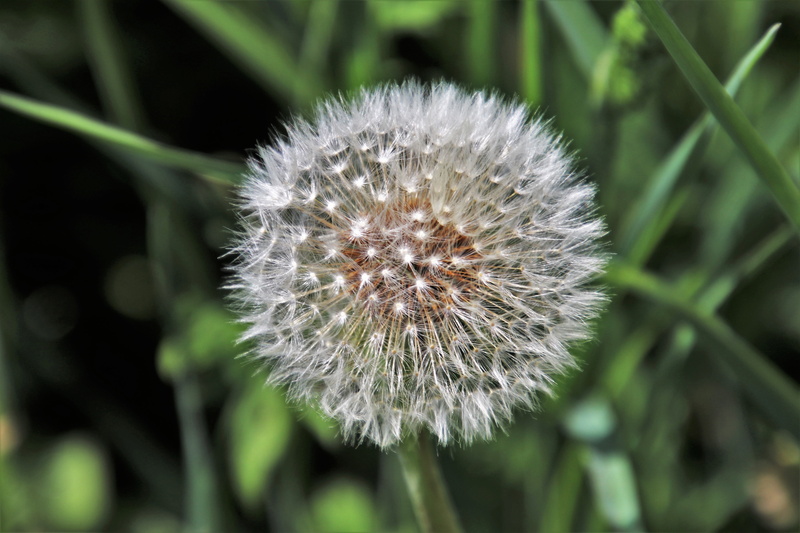seed, fluffy, plant, 5K, spring, beauty, jagged, sphere, the background, grass, floral, garden, seeds, flowering plant, day, beauty in nature, summer