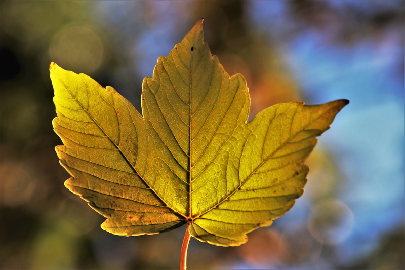 maple leaf, beauty in nature, plant part, selective focus, leaf, leaf vein, close-up, 5K, hdr, change, the environment, vegetation