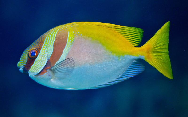 sea life, animal wildlife, thumbnails, animal, full length, profile view, summary, marine, water, swimming, indoors, undersea, vertebrate, nature, one animal