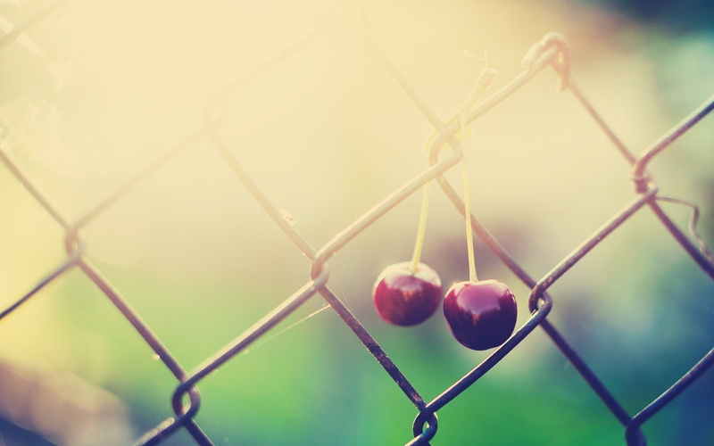 protection, day, barrier, sunlight, boundary, healthy eating, cherries (food), food, focus on foreground, no people, safety, nature, fence, close-up, freshness