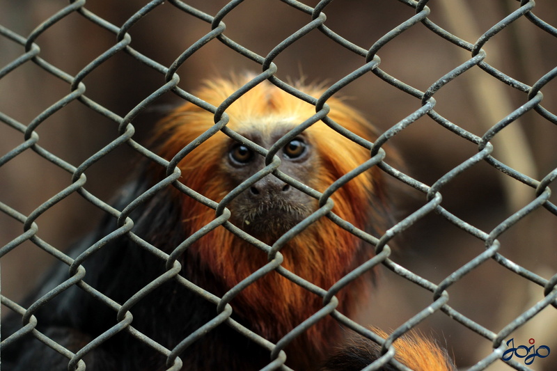 metal, monkey, fence, animal body part, chainlink fence, 2K, portrait, boundary, barrier, animal head, looking at camera, animals in captivity, no people