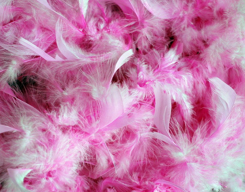 backgrounds, nature, pink feathers, indoors, softness, party decorations, pink plumage, fur, fluffy feathers, multi colored, pink, still life, fluffy, white color