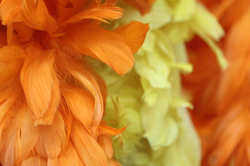 outdoors, beauty in nature, yar, background, freshness, orange color, macro, vibrant color, color, background image, boa, extreme close-up, texture, flower