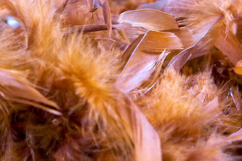 fluffy, boa, feathers, fragility, day, background, featherboa, autumn, vulnerability, outdoors, growth, plant, surface, texture, close-up, flower, selective focus