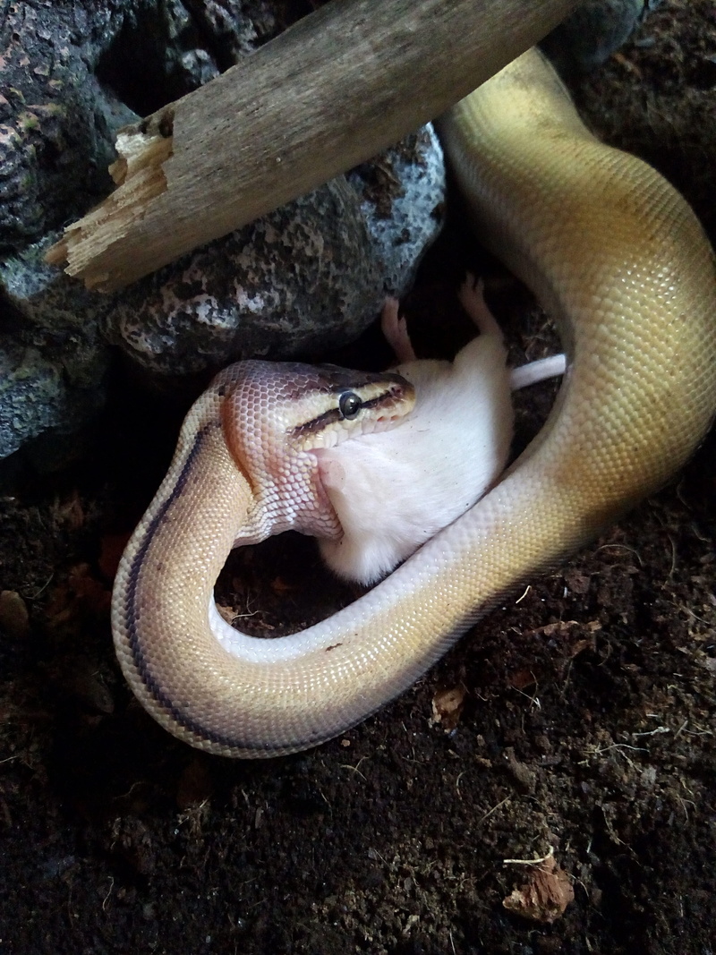 one animal, animals in the wild, zoo, animal scale, day, python, animal head, outdoors, reptile, zoology, animals in captivity, 4K, nature, snake, high angle view