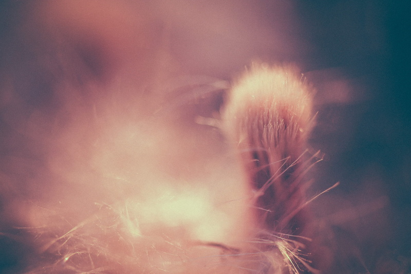 day, close-up, coat, energy, scarf, outdoors, vulnerability, sea life, sea anemone, person, no people, focus on foreground, apparel, softness, bee eater