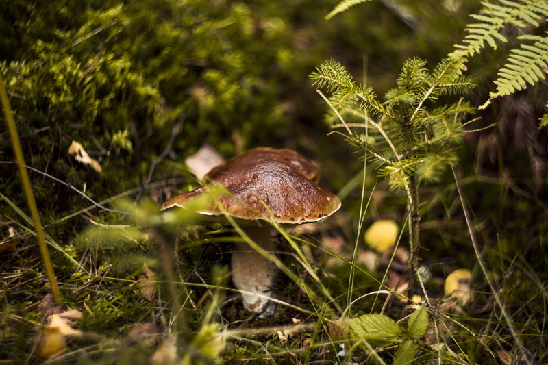 day, close-up, mushroom, amanita, green color, animal wildlife, field, edible, no people, toadstool, selective focus, toxic, outdoors, 5K, moss, season